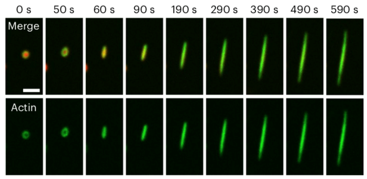 Graph of merging Stachowiak actins
