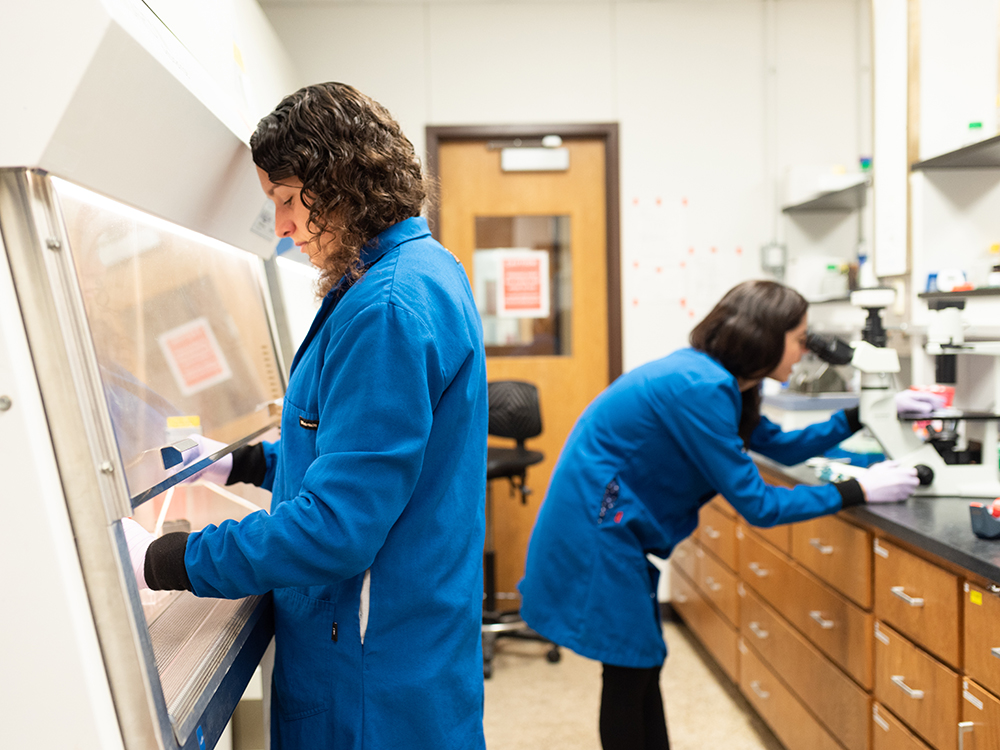 Jennifer Maynard working in her research lab