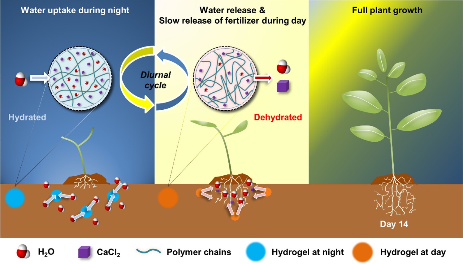 Graphic of how hydrogel soil that generates water and feeds itself works