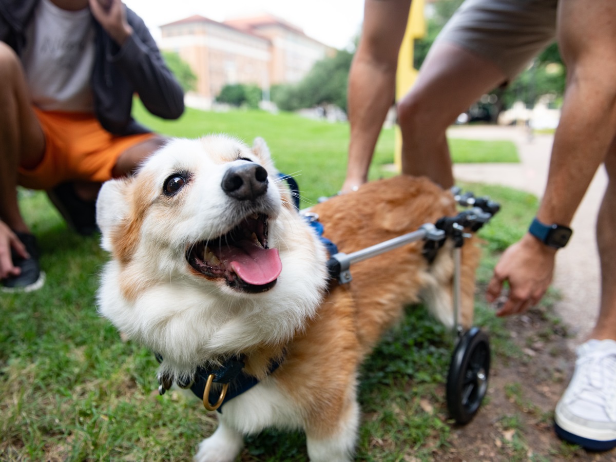 A customized wheelchair for a dog designed by Texas Engineers