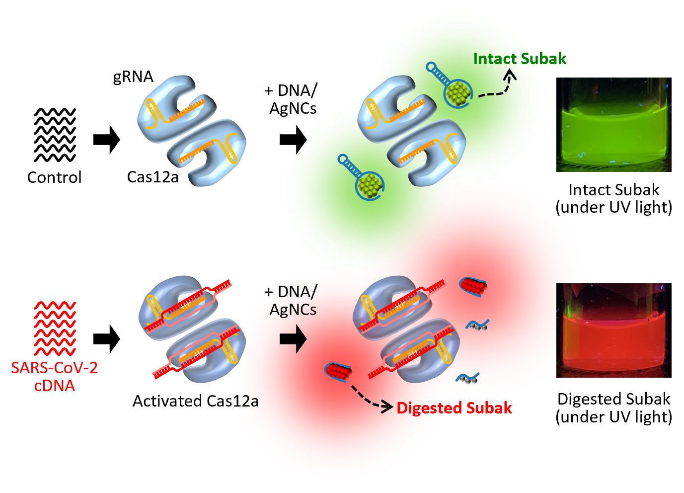 diagram of Subak reporter functionality