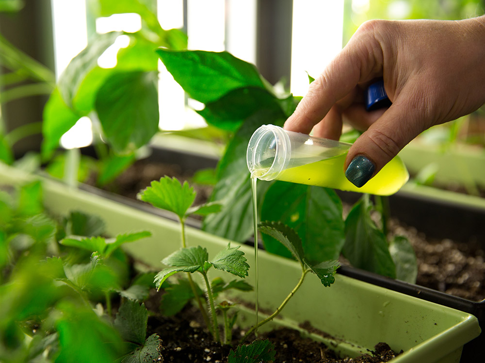 liquid being poured onto plant bed during algae research