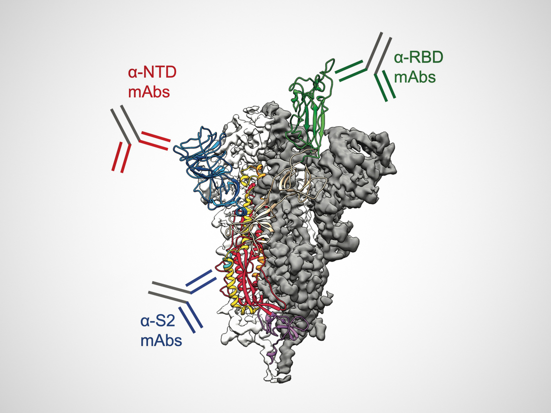 graphic of antibodies and spike white