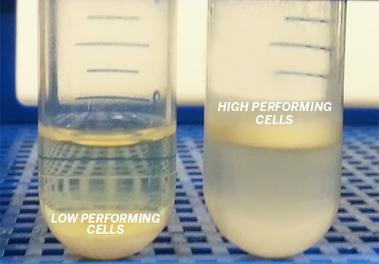 Alper New Yeast Strain