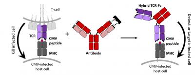 diagram tcrs for cmv 2