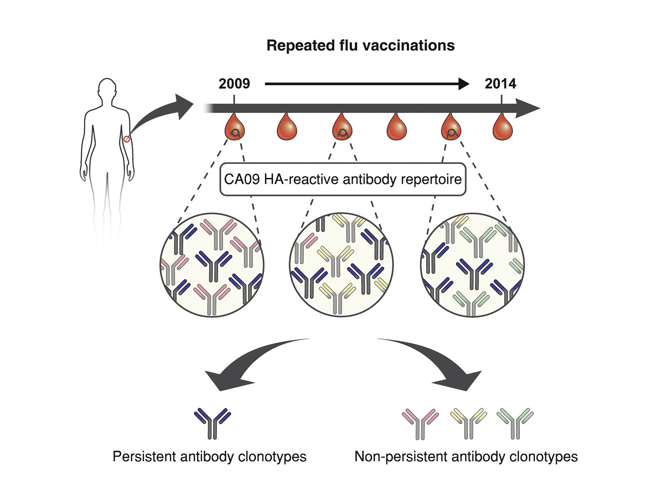 diagram of George Georgiou flu antibodies research