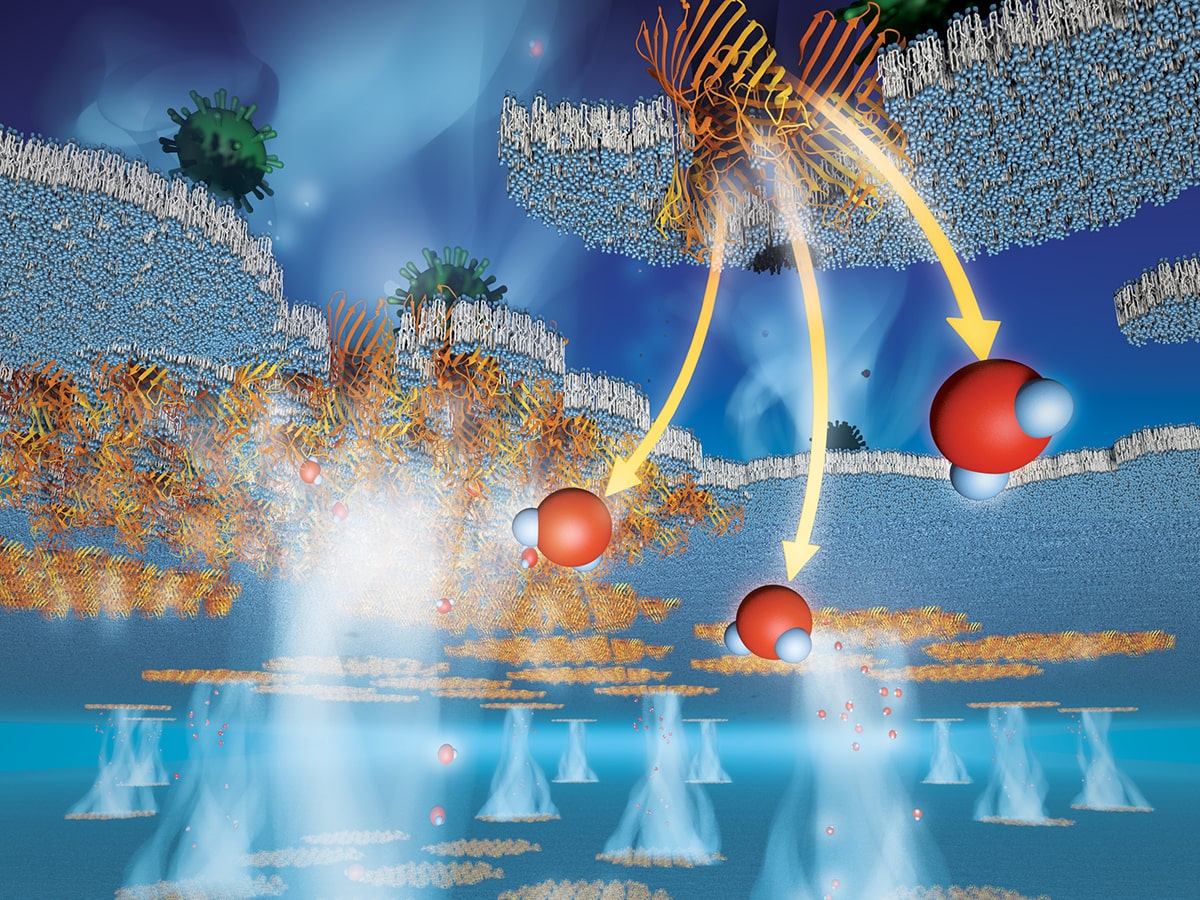 protein membranes illustration